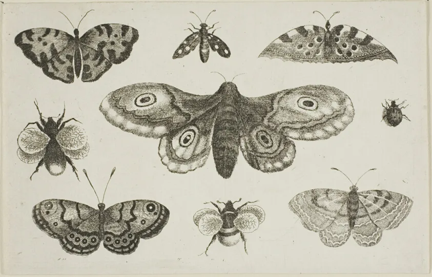 A Moth, Butterflies, and Bees, from Diversae Insectorum...Figurae, by Wenceslaus Hollar