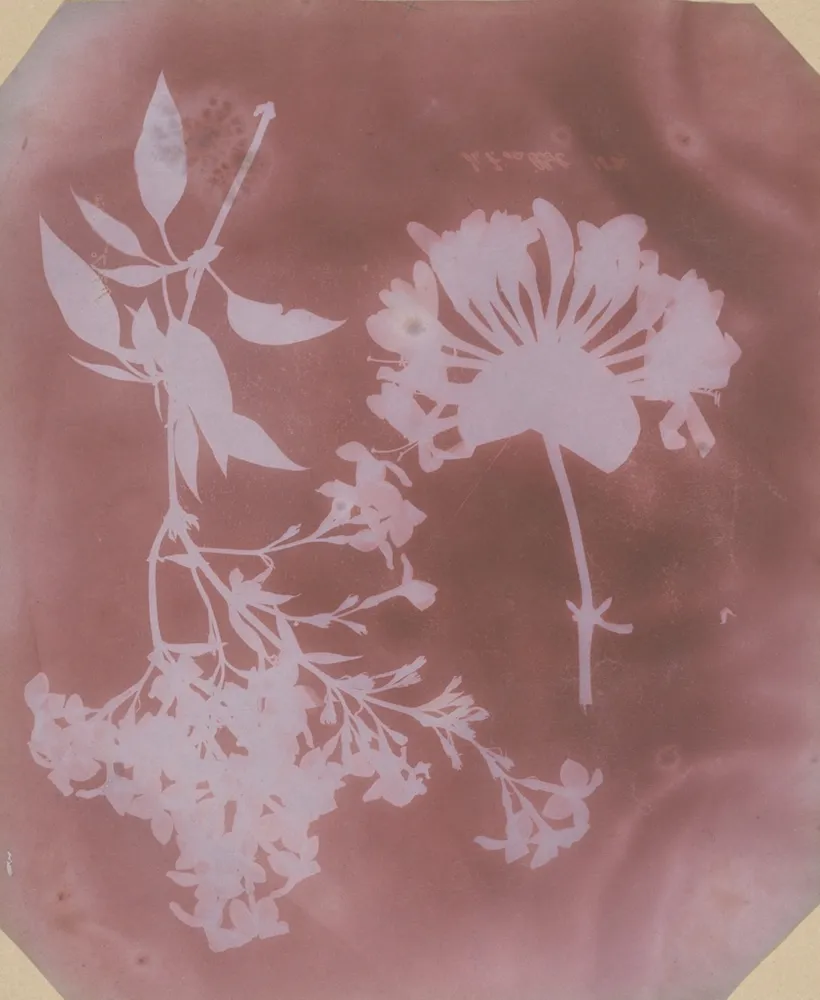 Two Plant Specimens, by William Henry Fox Talbot