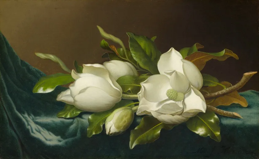 Magnolias on Light Blue Velvet Cloth, by Martin Johnson Heade
