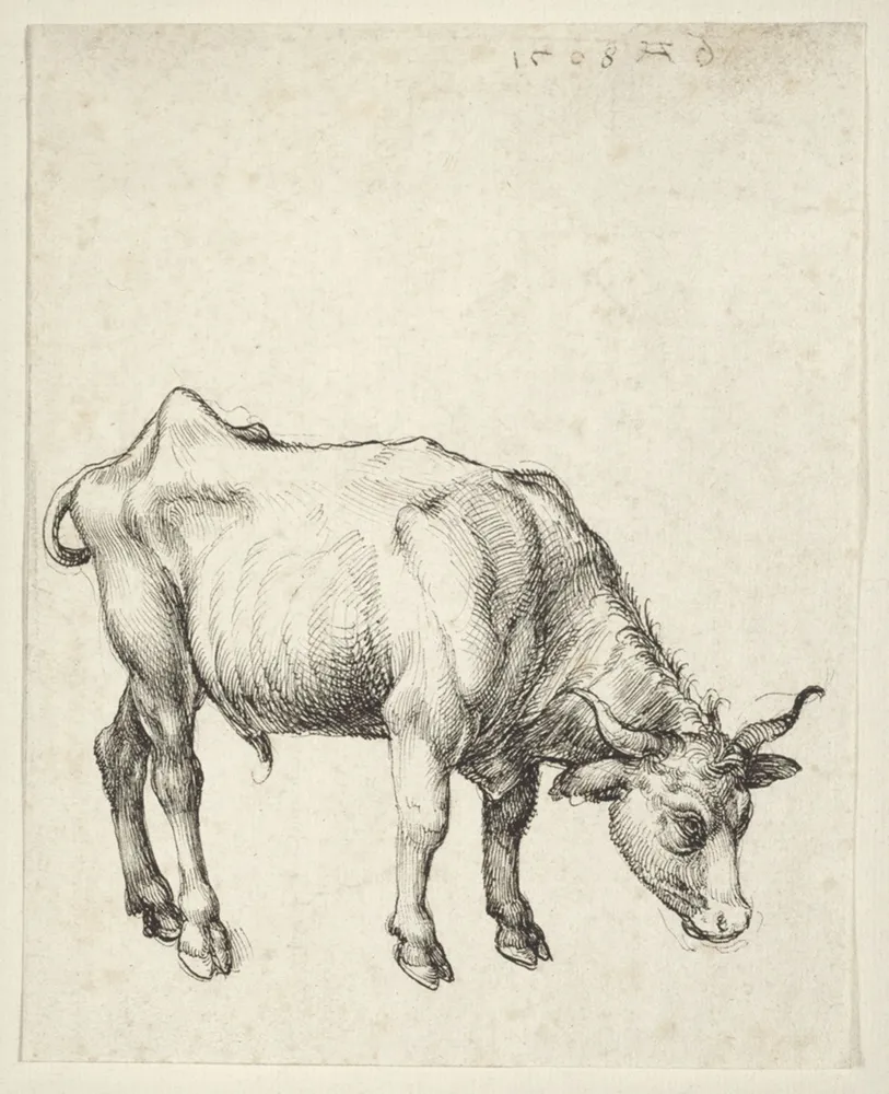 Young Bull, by Albrecht Dürer